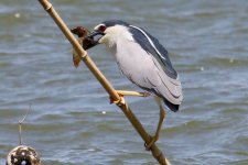 Black-Crowned Night Heron (1).jpg