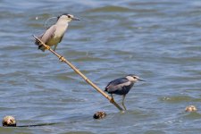 Black-Crowned Crowned Night Heron.jpg