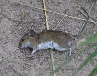 Wood Mouse_Girdle Ness_010918a.jpg