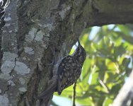 Treecreeper_Girdle Ness_020918a.jpg