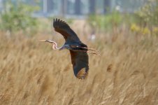 Purple Heron.jpg