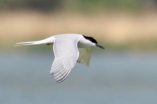 Common Tern.jpg