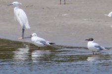 Little Egret - Saunder's Gull - Black-Headed Gull.jpg