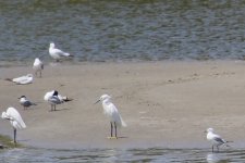 Little Egret - Common Tern - Black-Headed Gull.jpg