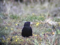 Black Lark, 2nd record for UK.jpg