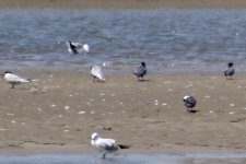 Whiskered Tern?.jpg