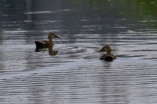 Spot-Billed Duck (1).jpg