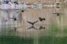 Spot-Billed Duck landing.jpg