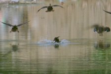 Spot-Billed Duck muffs the landing and goes in head first.jpg