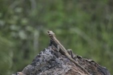 Caucasian Agama.jpg