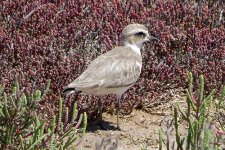 Plover ID.jpg