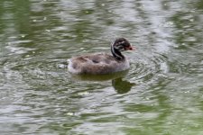 Little Grebe (grebling).jpg