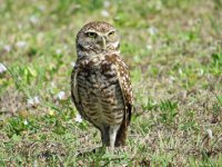 AAA Burrowing Owl Marco Island 060518 (7).jpg