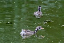 Little Grebe grebling(?) (1).jpg