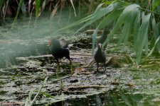 Moorhen w-chicks.jpg