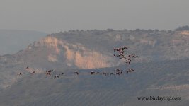 2018.07.12 Greater Flamingos.JPG