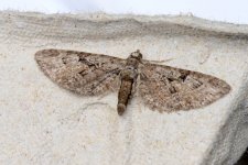 70.000-moth-3aweb.jpg