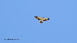 2018.07.12 Booted Eagle.JPG