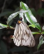 0905 Aporia largeteaui nr Jiangyou 31-5-18.jpg