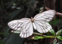 0906 Aporia largeteaui nr Jiangyou 31-5-18.jpg