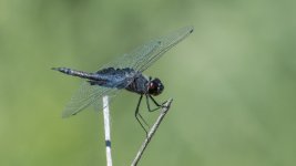 Dragonfly 2-8751.jpg