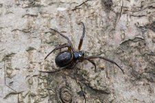 False-Widow-1.jpg