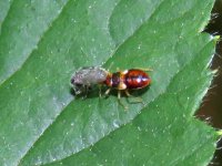 Nymph, High Stand Plantation, 30 June 18 (1 of 2).jpg