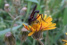 Flower Bug ID.jpg