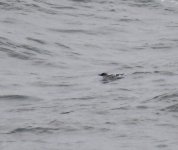 Black Guillemot_Girdle Ness_030918a.jpg