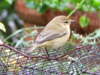 Chiff chaff 2.jpg