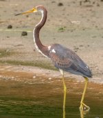 Tri-Colored Heron.jpg