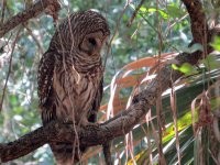 AAA Barred Owl Kiwanis Park 070518 (5).jpg