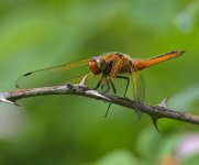 Darter sp 001.jpg