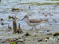 AAA Solitary Sandpiper Ollie's Pond 070518 (4).jpg