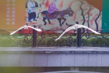 Great Egret & Chinese Egret.jpg