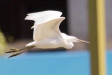 Chinese Egret.jpg