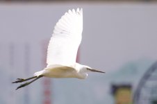 Chinese Egret (1).jpg