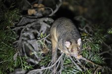 brushtail_possum-7-weba.jpg