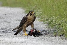 1. Peregrine falcon, Lake Kerkini, Greece, 5-2018 v_0958 v9.jpg