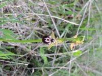 Ophrys sp - Pindos Greece.jpg
