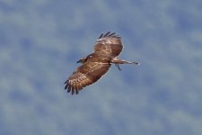 3. Honey buzzard, Lake Kerkini, Greece, 5-2018 v_0343 v9.jpg