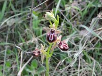 Ophrys sp #3 - Pindos Greece.jpg