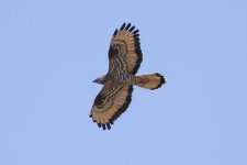 4. Honey buzzard, Lake Kerkini, Greece, 5-2018 v_0346 v9.jpg