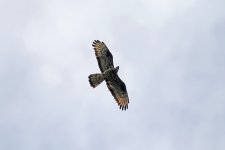 5. Honey buzzard, Lake Kerkini, Greece, 5-2018 v_0785 v9.jpg