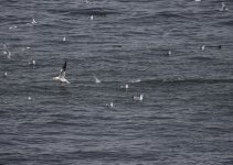 Seabirds_Girdle Ness_100818b.jpg