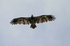 8. Lesser spotted eagle, Lake Kerkini, Greece, 5-2018 v_0715 v9.jpg