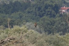 9. Lesser spotted eagle, Lake Kerkini, Greece, 5-2018 v_0505 v9.jpg
