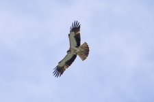 10. Booted eagle, Lake Kerkini, Greece, 5-2018 v_0775 v9.jpg