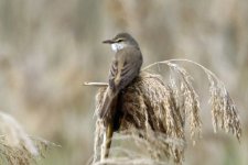 11. Great reed warbler, Prespa Lakes, Greece, 5-2018 v_0002 v9.jpg