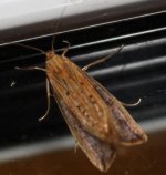 Wainscot sp prob Aug.jpg